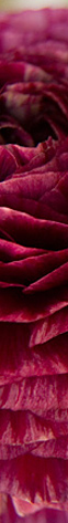 Laser, cosmetic, and medical dermatology - San Diego Dermatology and Laser Surgery